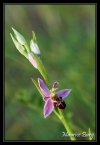 Ophrys abeille