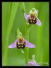 Ophrys abeille