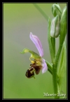 Ophrys abeille