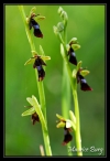 Ophris mouche