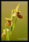 Ophrys araignée (litigieux)