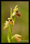 Ophrys araignée (litigieux)