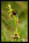 Ophrys araignée (litigieux)