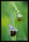 Ophrys abeille