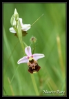 Ophrys bourdon