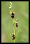 Ophris mouche