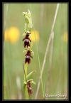 Ophris mouche