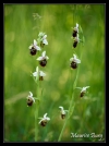 Ophrys bourdon