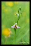 Ophrys abeille (var. curviflora)