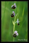 Ophrys bourdon