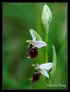 Ophrys bourdon