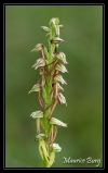 Orchis de l'homme pendu