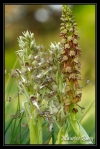 Orchis bouc et orchis de l'homme pendu
