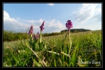Orchis bouffon