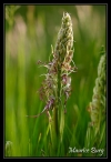 Orchis bouc