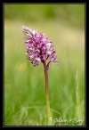 Orchis militaire