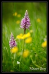 Orchis militaires