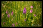 Orchis pyramidal