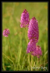 Orchis pyramidal