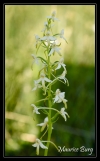 Platanthère (orchis) à deux feuilles