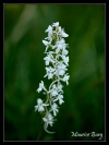 Orchis moucheron (albinos)