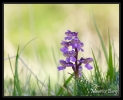 Orchis bouffon
