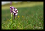 Orchis bouffon