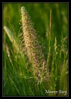 Orchis bouc