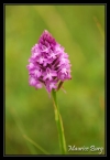 Orchis pyramidal