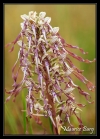 Orchis bouc