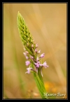 Orchis moucheron