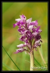 Orchis militaire