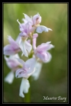 Orchis mâle albinos