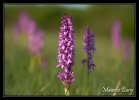 Orchis mâle