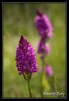 Orchis pyramidal