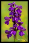 Orchis bouffon