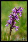 Orchis bouffon