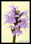 Orchis de Fuchs