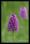 Orchis pyramidal