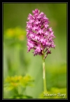 Orchis pyramidal