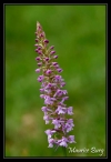 Orchis moucheron