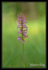 Orchis moucheron