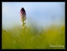 Orchis brûlé