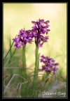Orchis bouffon