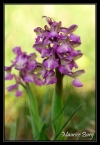 Orchis bouffon