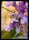 Orchis bouffon