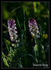 Orchis brûlé