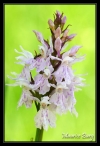 Orchis de Fuchs