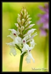 Orchis de Fuchs