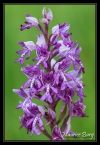 Orchis militaire